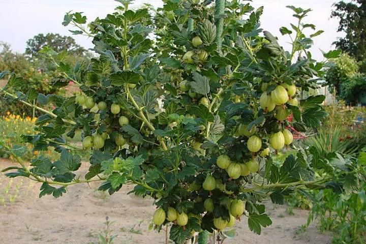 Techniki cięcia agrestu