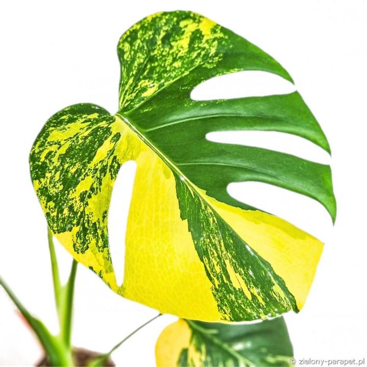 Techniki sadzenia roślin