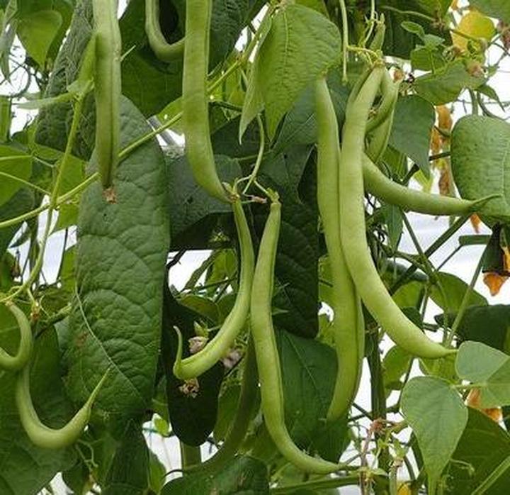 Techniki siewu fasoli