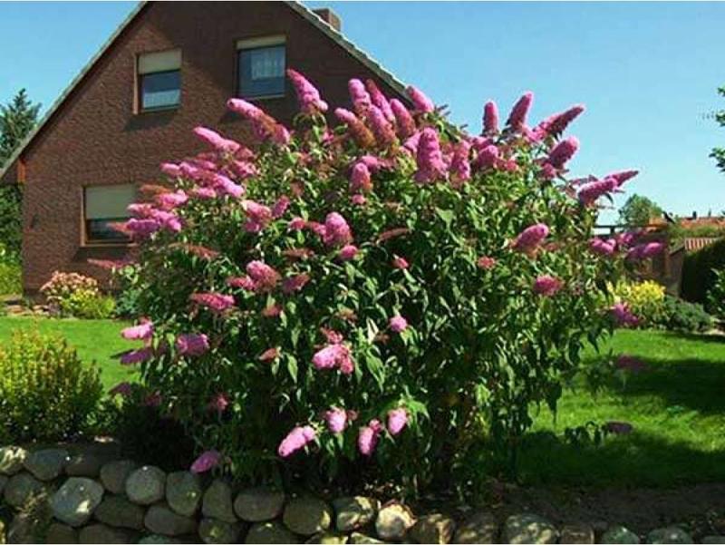 Uprawa budleji Dawida