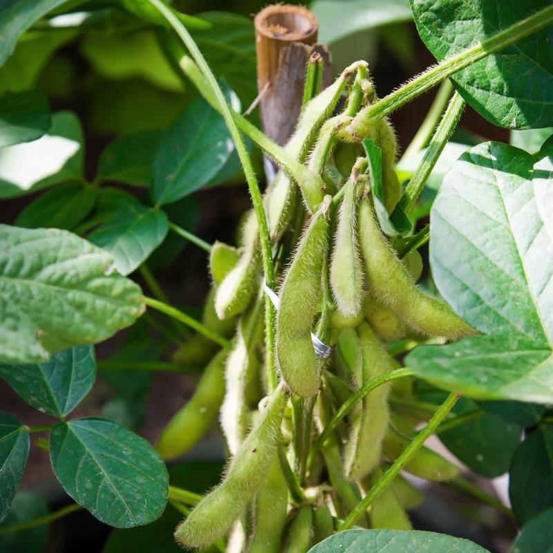 Uprawa fasoli w ogrodzie