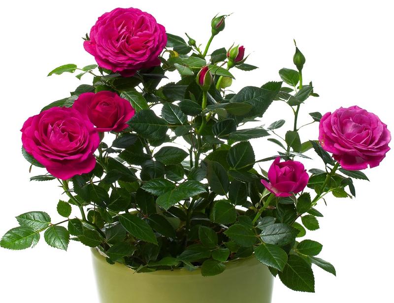 Uprawa róż w doniczkach