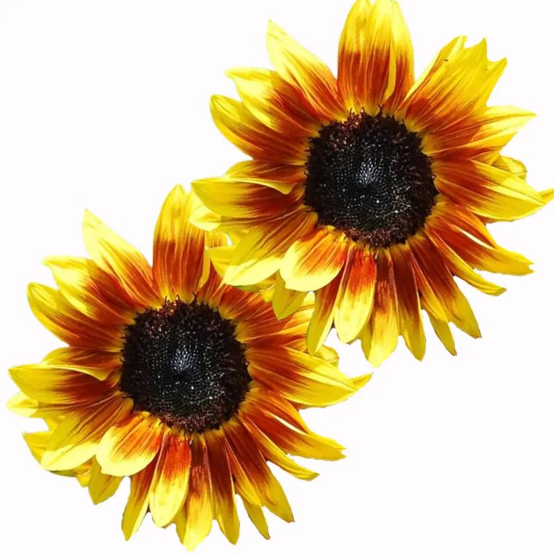 Uprawa słoneczników