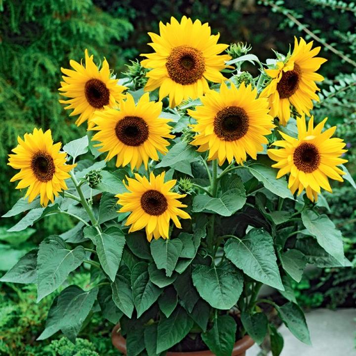 Uprawa słoneczników