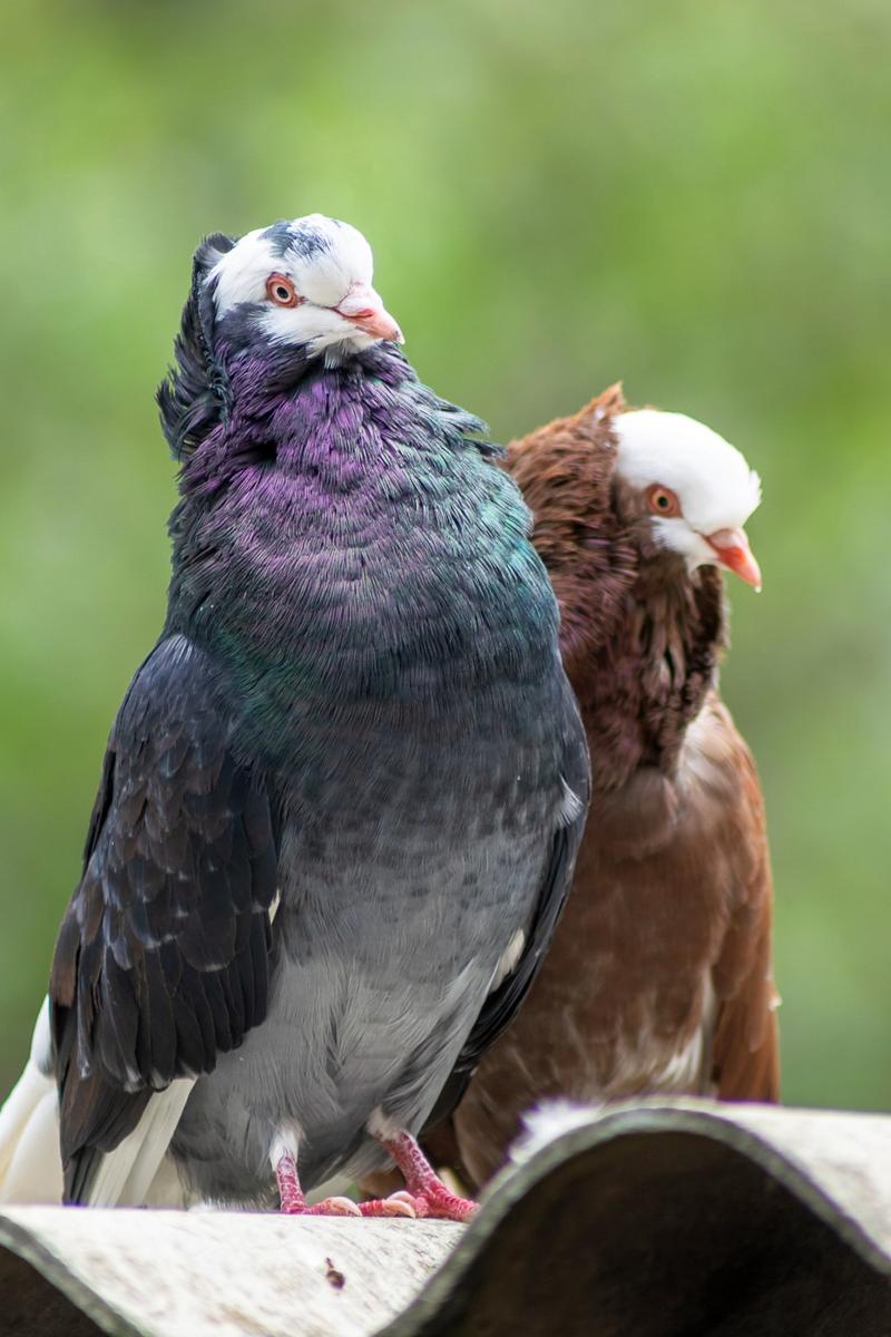 Usuwanie gniazd gołębi