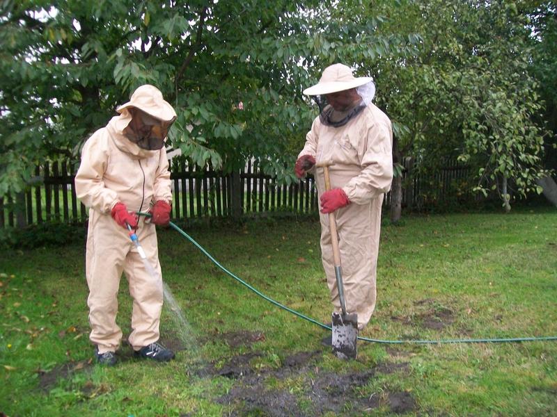 Usuwanie gniazd owadów