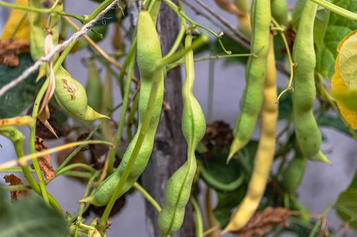 Warunki glebowe dla fasoli