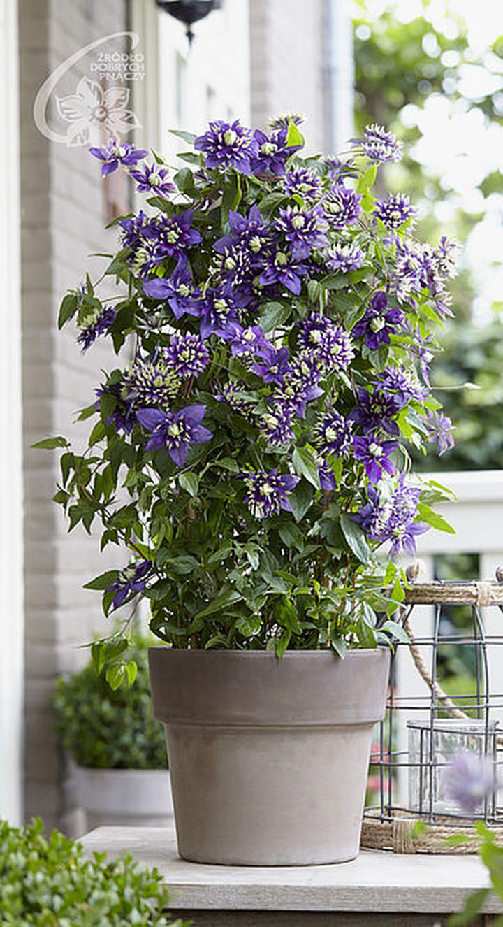 Warunki ogrodowe dla clematisów