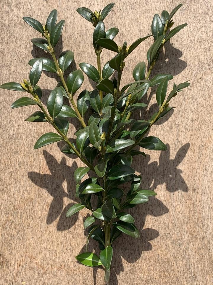 Warunki uprawy bukszpanu