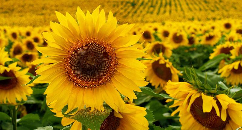 Warunki wzrostu słonecznika