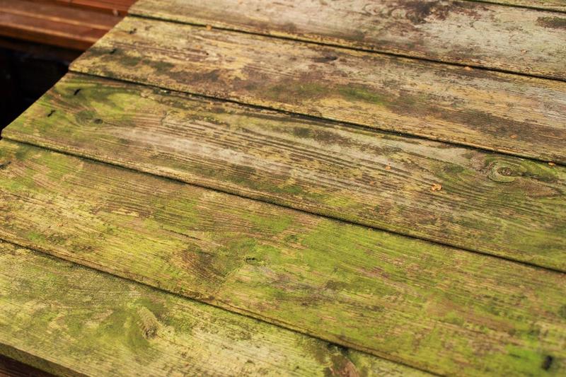 Wpływ nalotu na rośliny