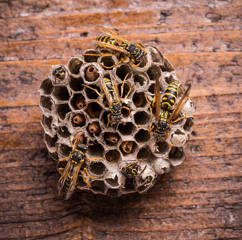 Zagrożenia związane z osami