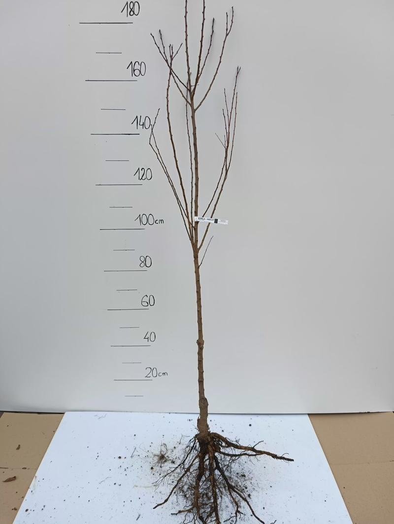 Zdrowe owocowanie drzew