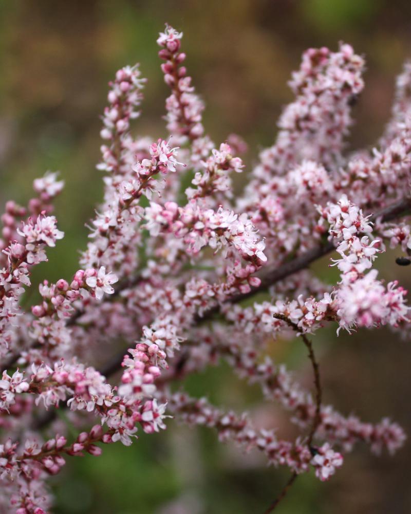 Zdrowie i wzrost tamaryszków