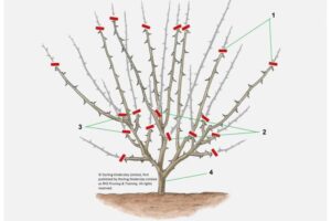 Jak prawidłowo przycinać agrest? Kluczowe wskazówki i najlepszy czas na cięcie