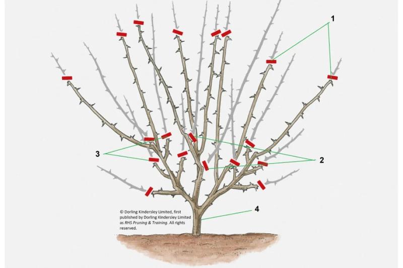 Jak prawidłowo przycinać agrest? Kluczowe wskazówki i najlepszy czas na cięcie