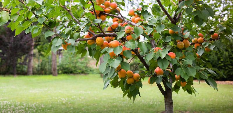 Jak skutecznie przycinać morele? Kiedy i krok po kroku – wszystko, co musisz wiedzieć