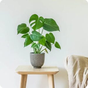 Jak skutecznie rozmnażać monsterę dziurawą i variegata – praktyczny przewodnik do ich sadzenia i rozsadzania