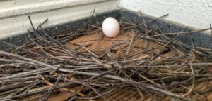 Jak skutecznie usunąć gniazdo gołębia z balkonu lub poddasza?