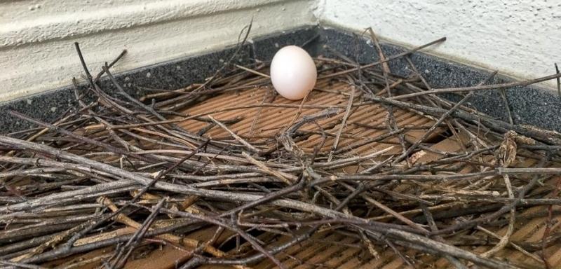 Jak skutecznie usunąć gniazdo gołębia z balkonu lub poddasza?