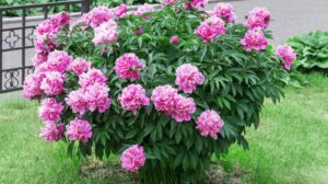 Jak zadbać o piwonie, aby zawsze pięknie kwitły – co zrobić, gdy nie rozkwitają?