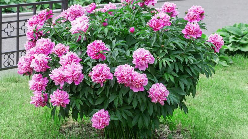 Jak zadbać o piwonie, aby zawsze pięknie kwitły – co zrobić, gdy nie rozkwitają?