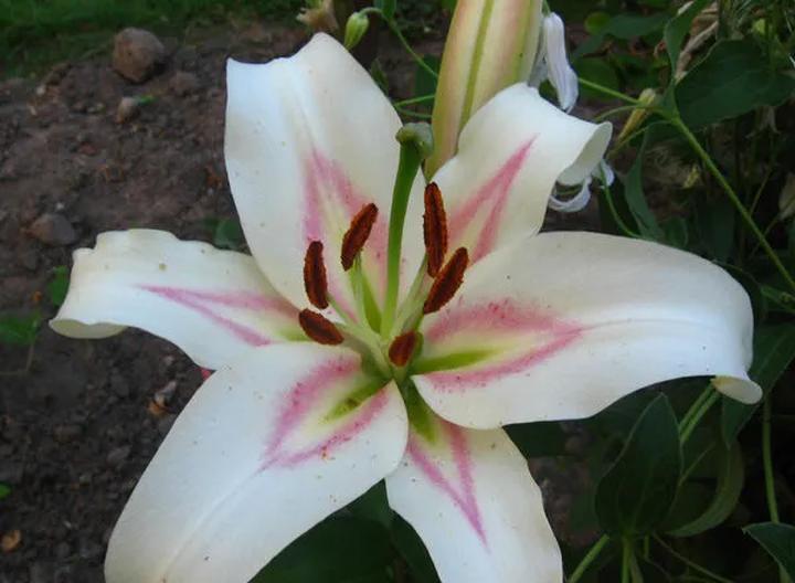 Jak zimują lilie? Poradnik o uprawie i ochronie tych pięknych kwiatów w gruncie