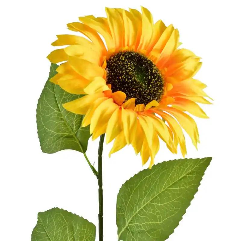 Kiedy i jak sadzić słonecznik? Przewodnik krok po kroku для początkujących