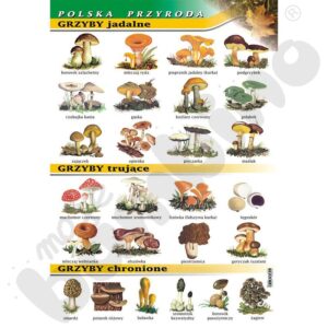 Robaczywe grzyby – czy naprawdę można je jeść?