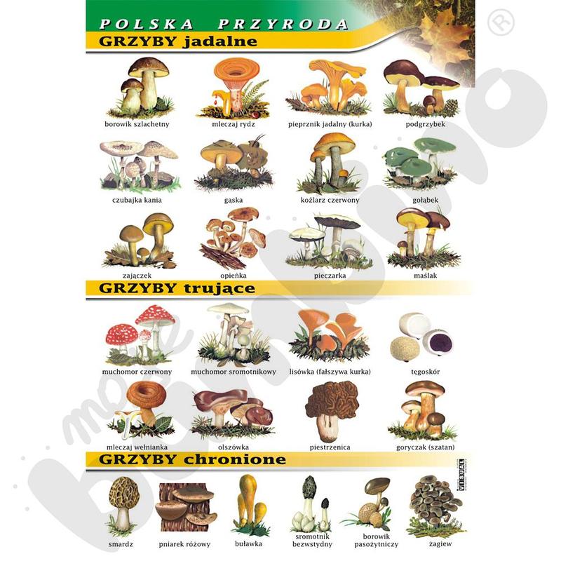 Robaczywe grzyby – czy naprawdę można je jeść?