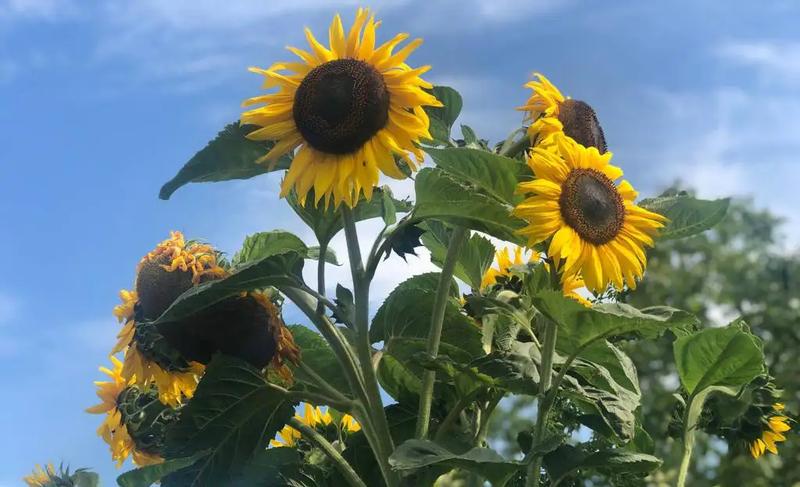 Słoneczniki w ogrodzie: Przewodnik po uprawie ozdobnych piękności