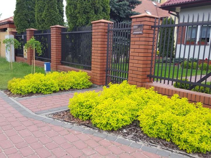 Tawulki wieloletnie i kolorowe – kiedy sadzić i jak o nie odpowiednio zadbać?