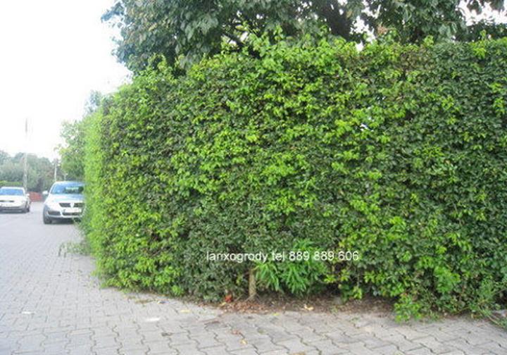 Wiśnia Antypka w Twoim Ogrodzie: Jak Posadzić i Pielęgnować Żywopłot Idealny?