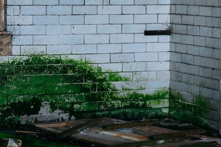 Zielony nalot na drzewach – co to oznacza i jakie niesie zagrożenia?