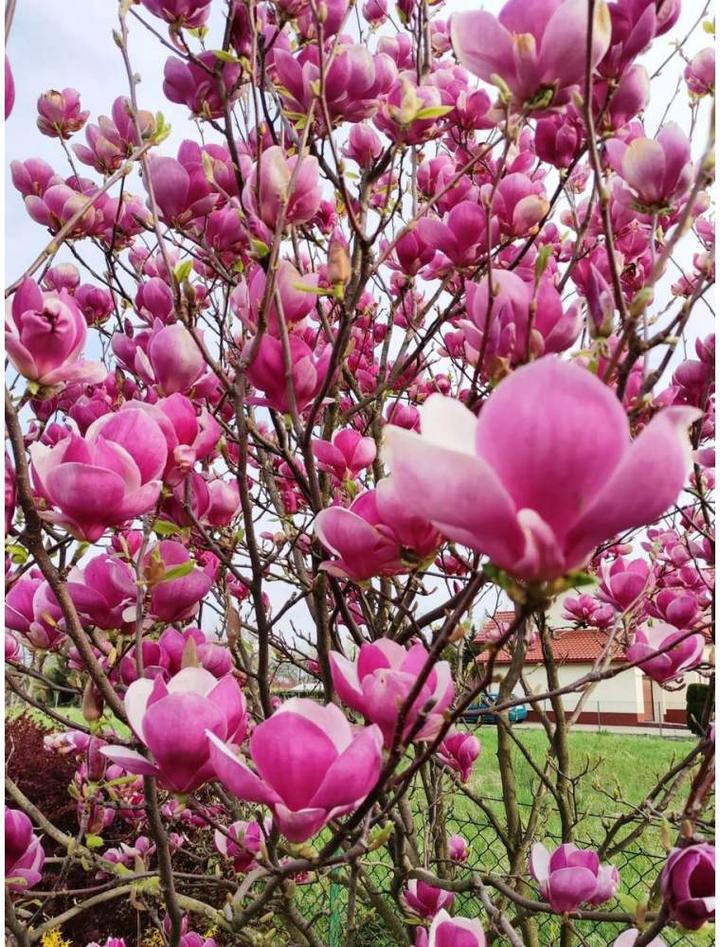 Błędy przy przycinaniu magnolii