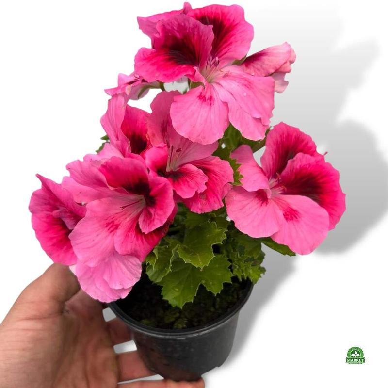 Błędy w rozmnażaniu pelargonii