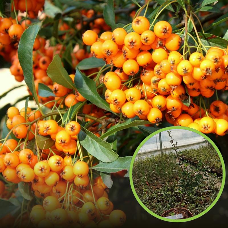 Cechy charakterystyczne rokitnika i ognika