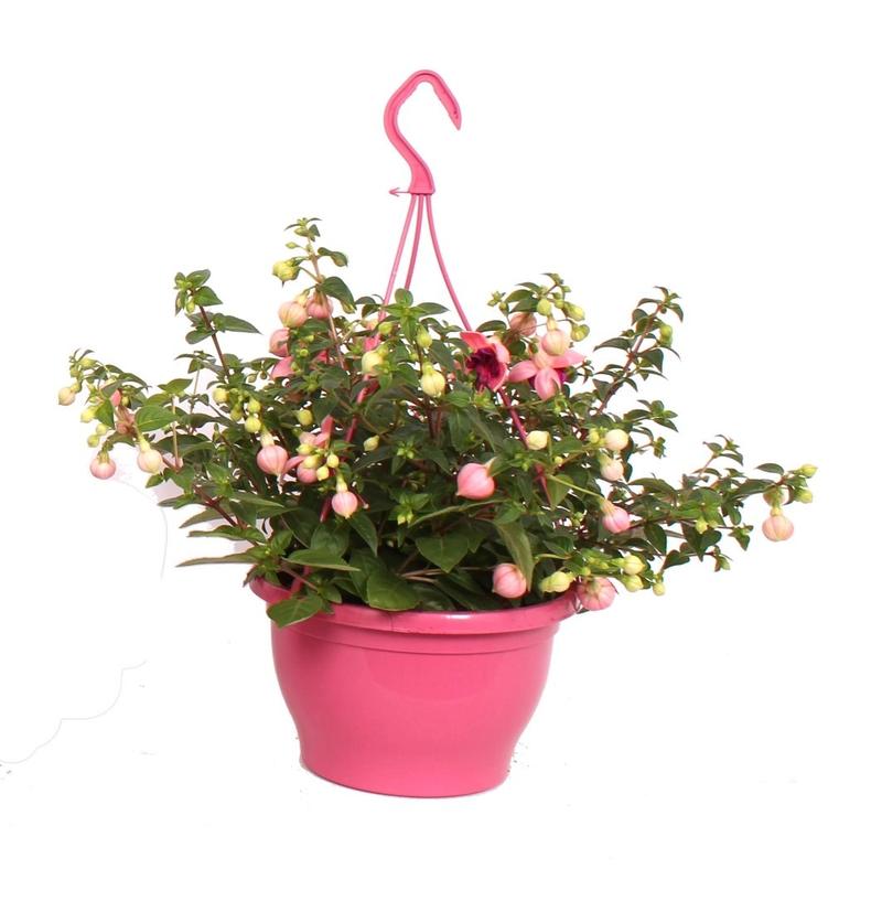 Choroby szkodniki fuksji