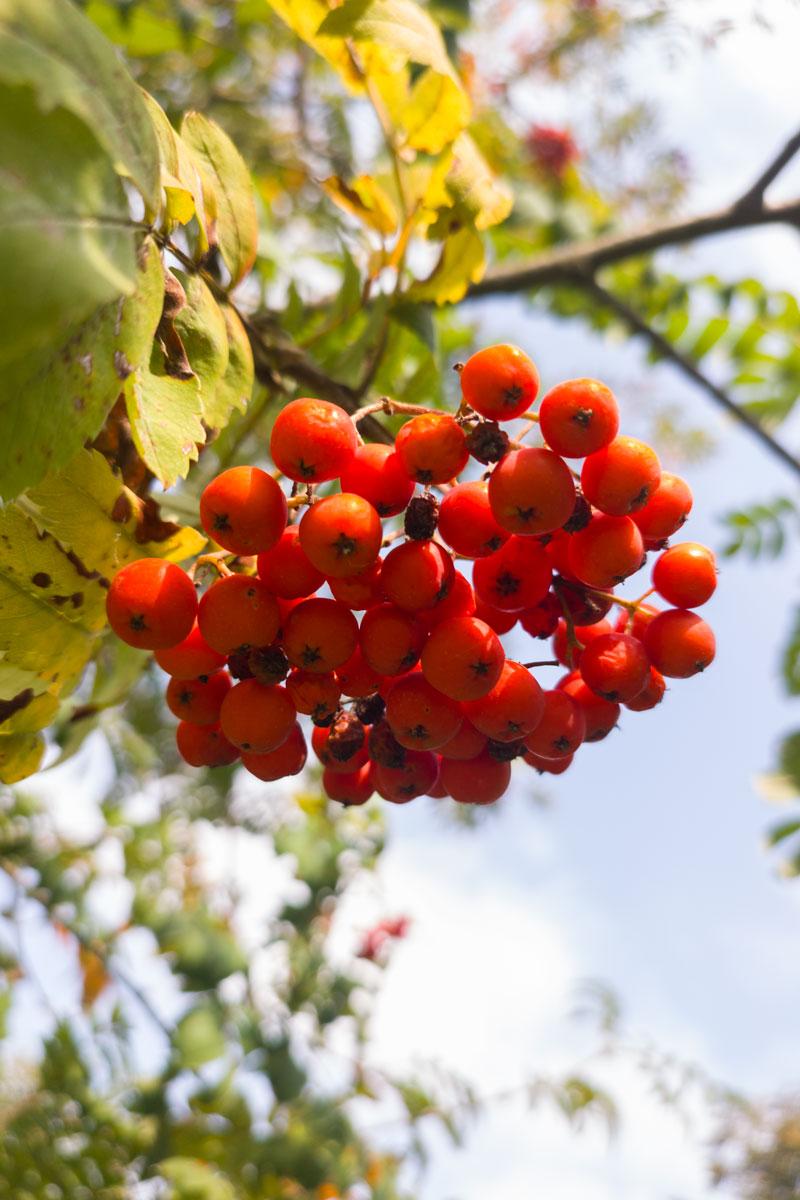 Jarzebina w ziołolecznictwie