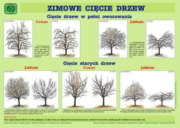 Konsekwencje prawne przycinania drzew