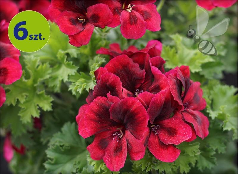 Metody ukorzeniania sadzonek