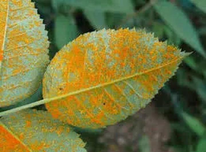 Naturalne metody ochrony