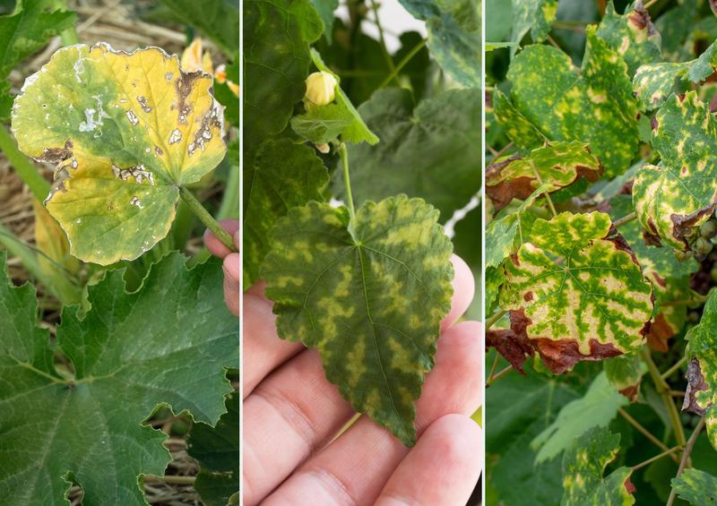 Objawy chlorozy roślin