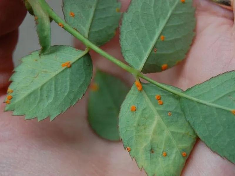 Opryski na rdzę róż i malw