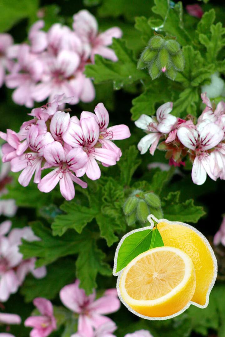 Optymalne terminy rozmnażania