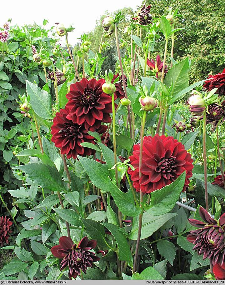 Pielęgnacja georgin