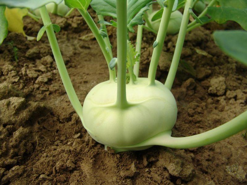 Pielęgnacja kalarepy