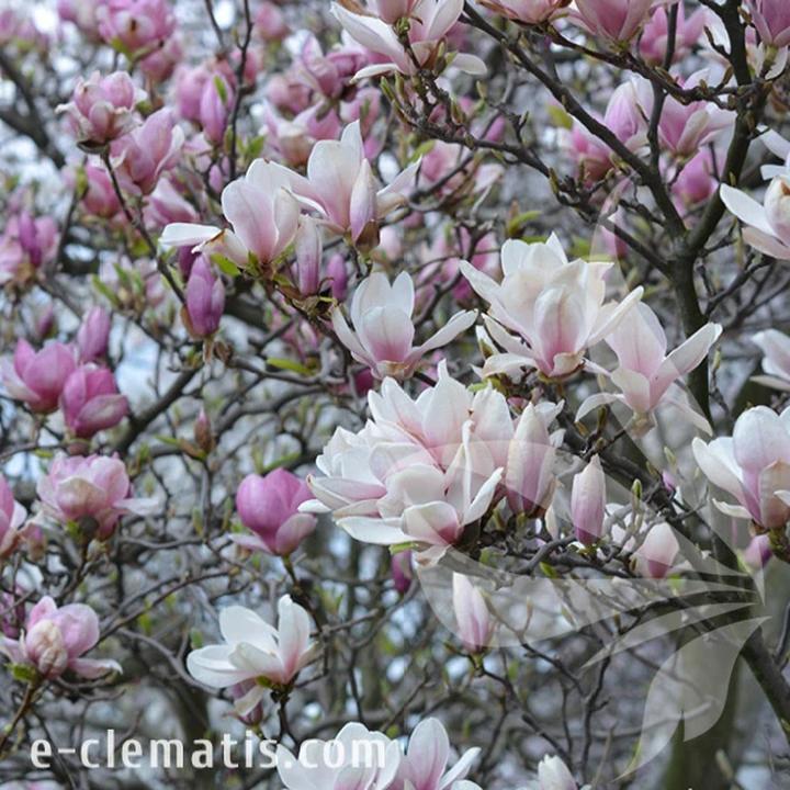 Pielęgnacja magnolii po cięciu