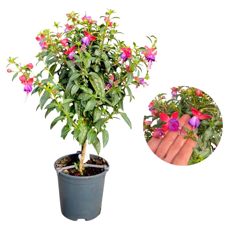 Pielęgnacja roślin fuksja