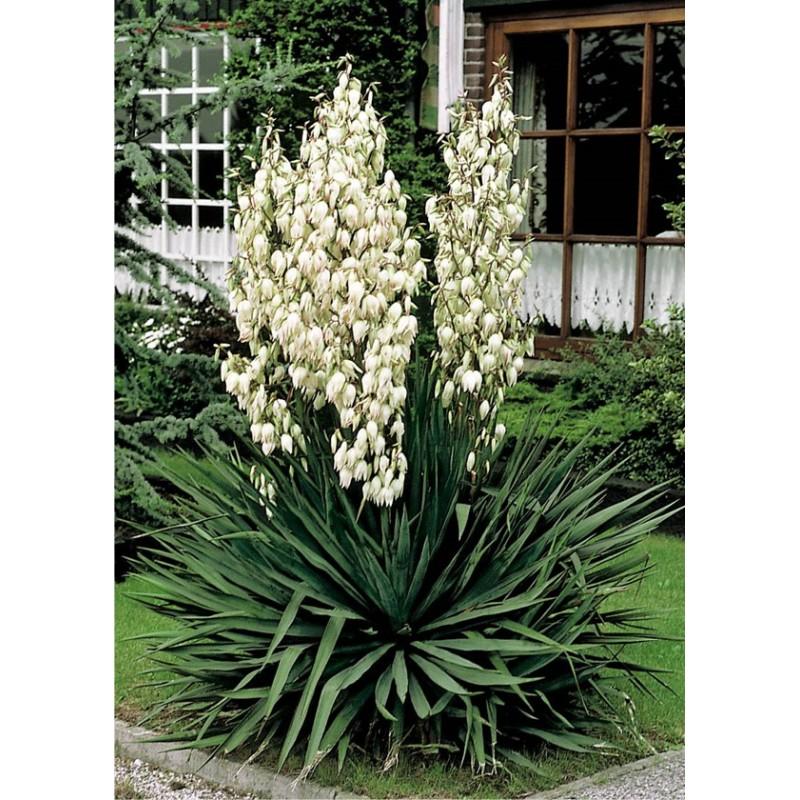 Pielęgnacja roślin